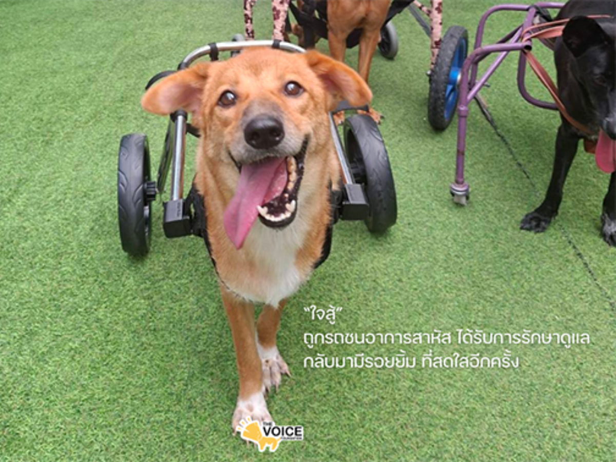 ดูแลสุนัขพิการและชราภาพ มูลนิธิเดอะวอยซ์