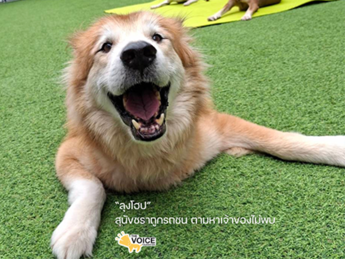 ดูแลสุนัขพิการและชราภาพ มูลนิธิเดอะวอยซ์