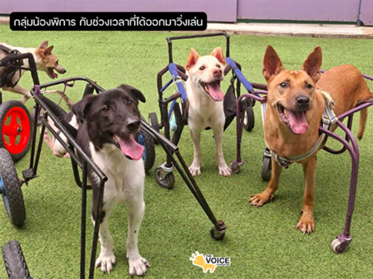 ดูแลสุนัขพิการและชราภาพ มูลนิธิเดอะวอยซ์