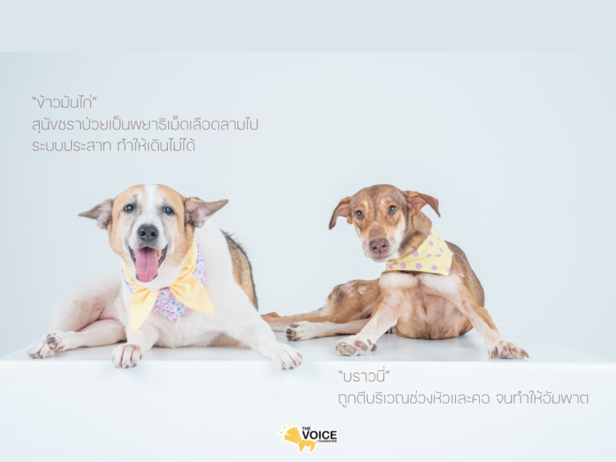 ดูแลสุนัขพิการและชราภาพ มูลนิธิเดอะวอยซ์