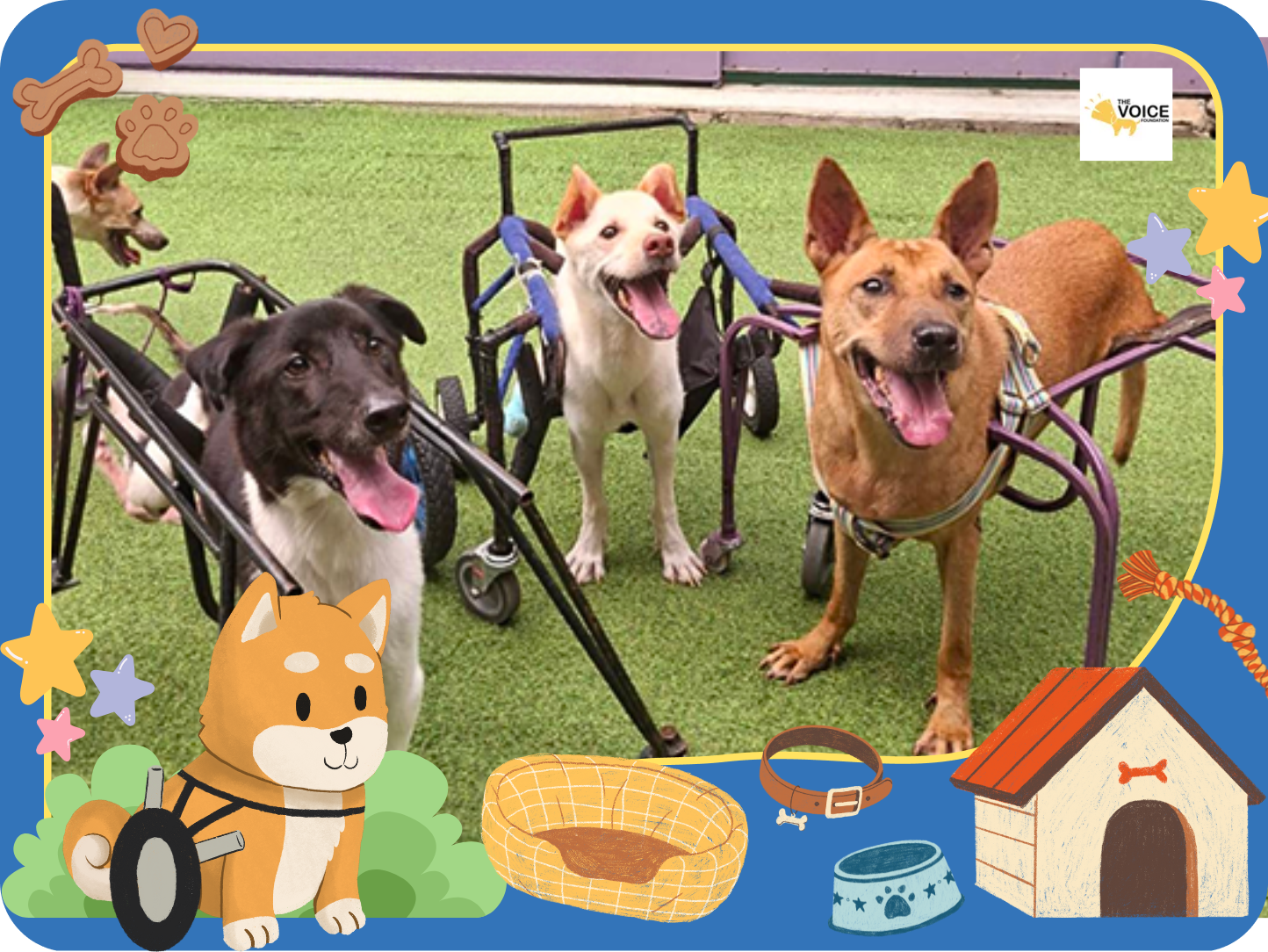 ดูแลสุนัขพิการและชราภาพ มูลนิธิเดอะวอยซ์